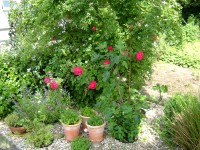 Tuin 2 (zonder titel)